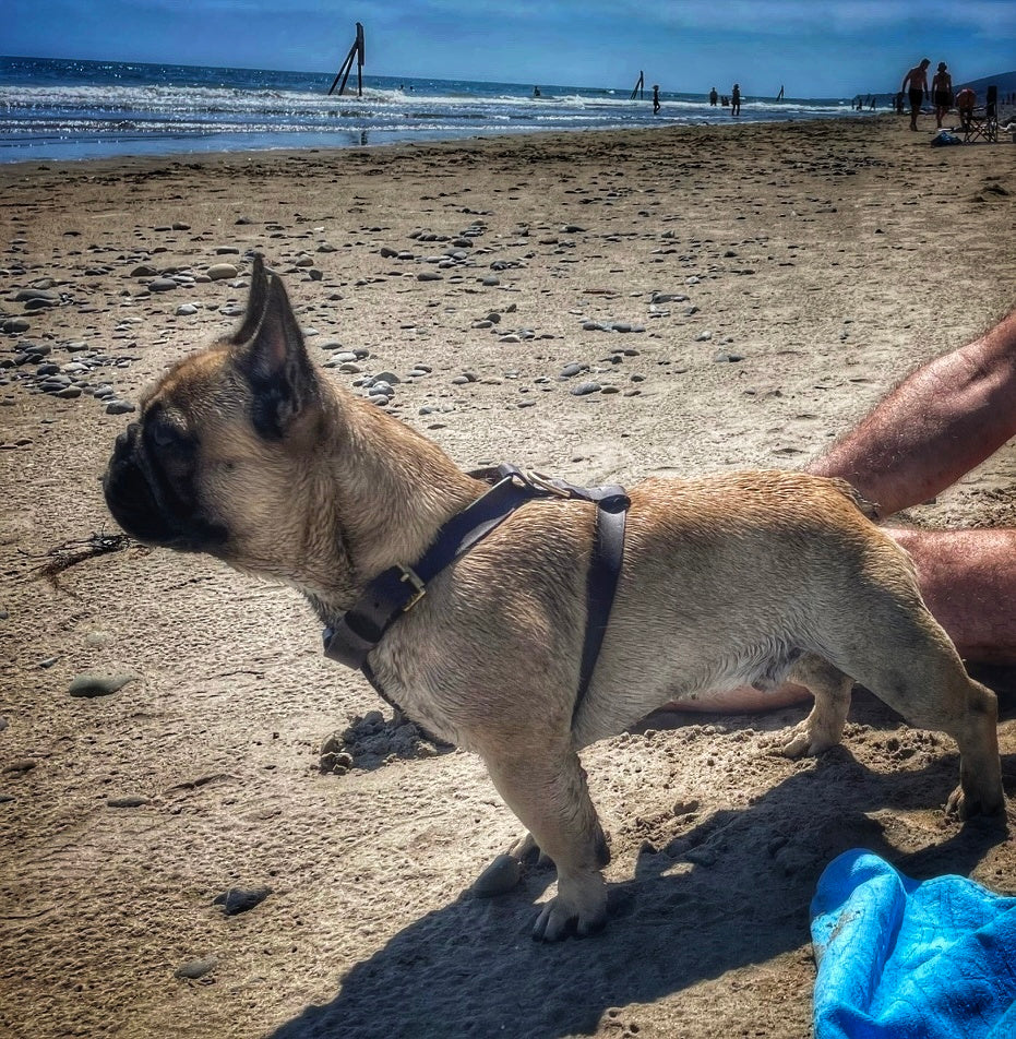 Leather Harness