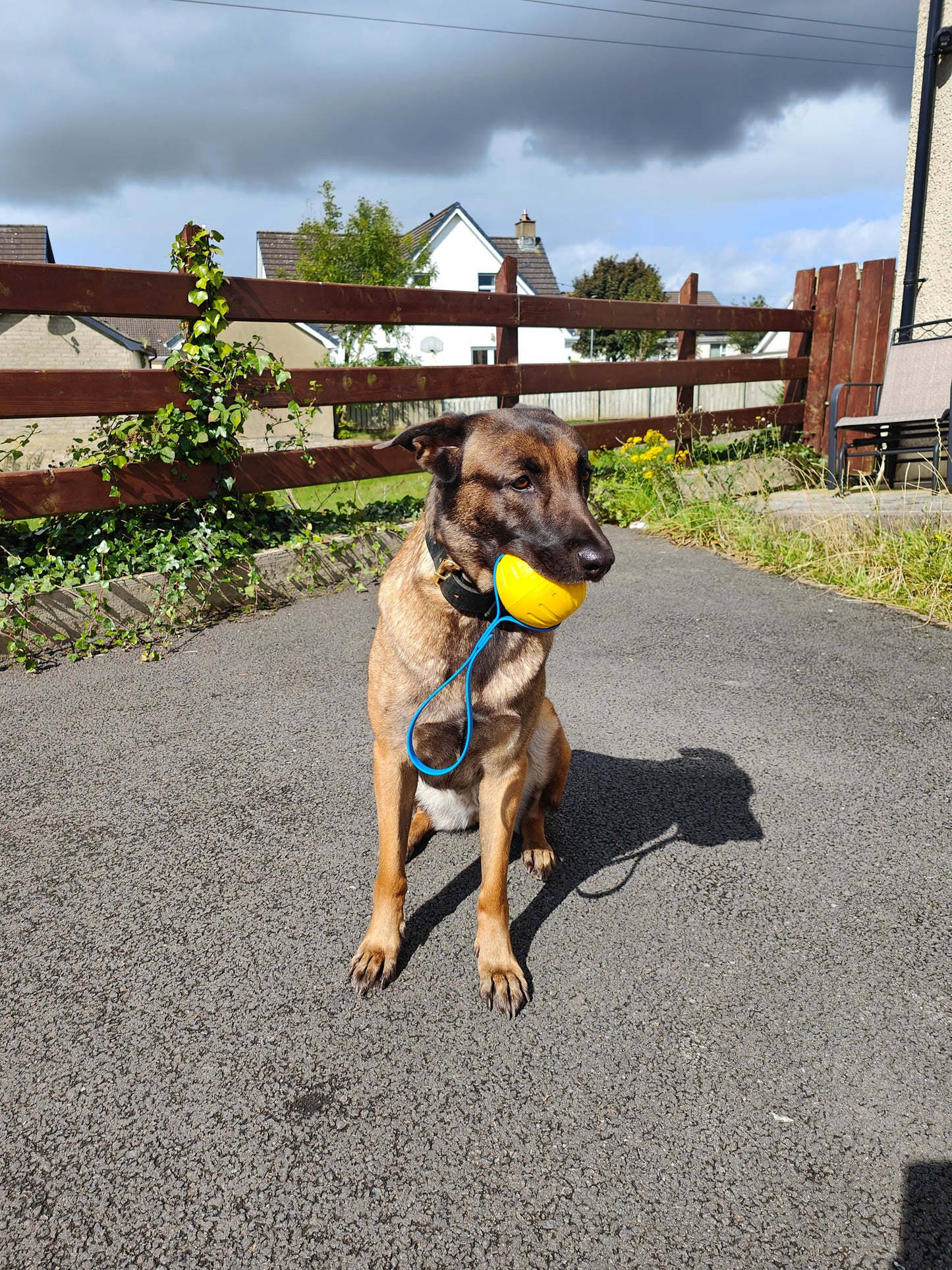 Foam Ball with Biothane handle