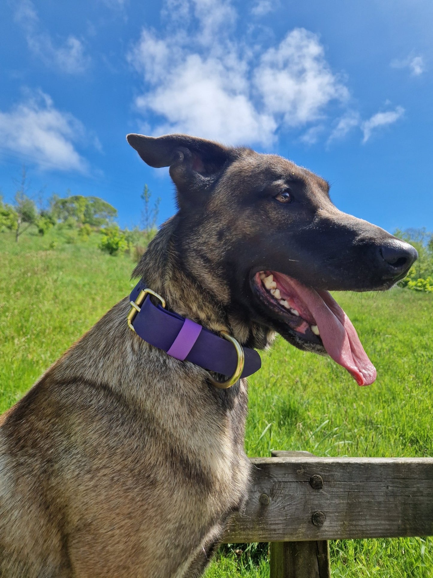 BioThane Collar - Big Dog Leather Co.XSBlackSteel